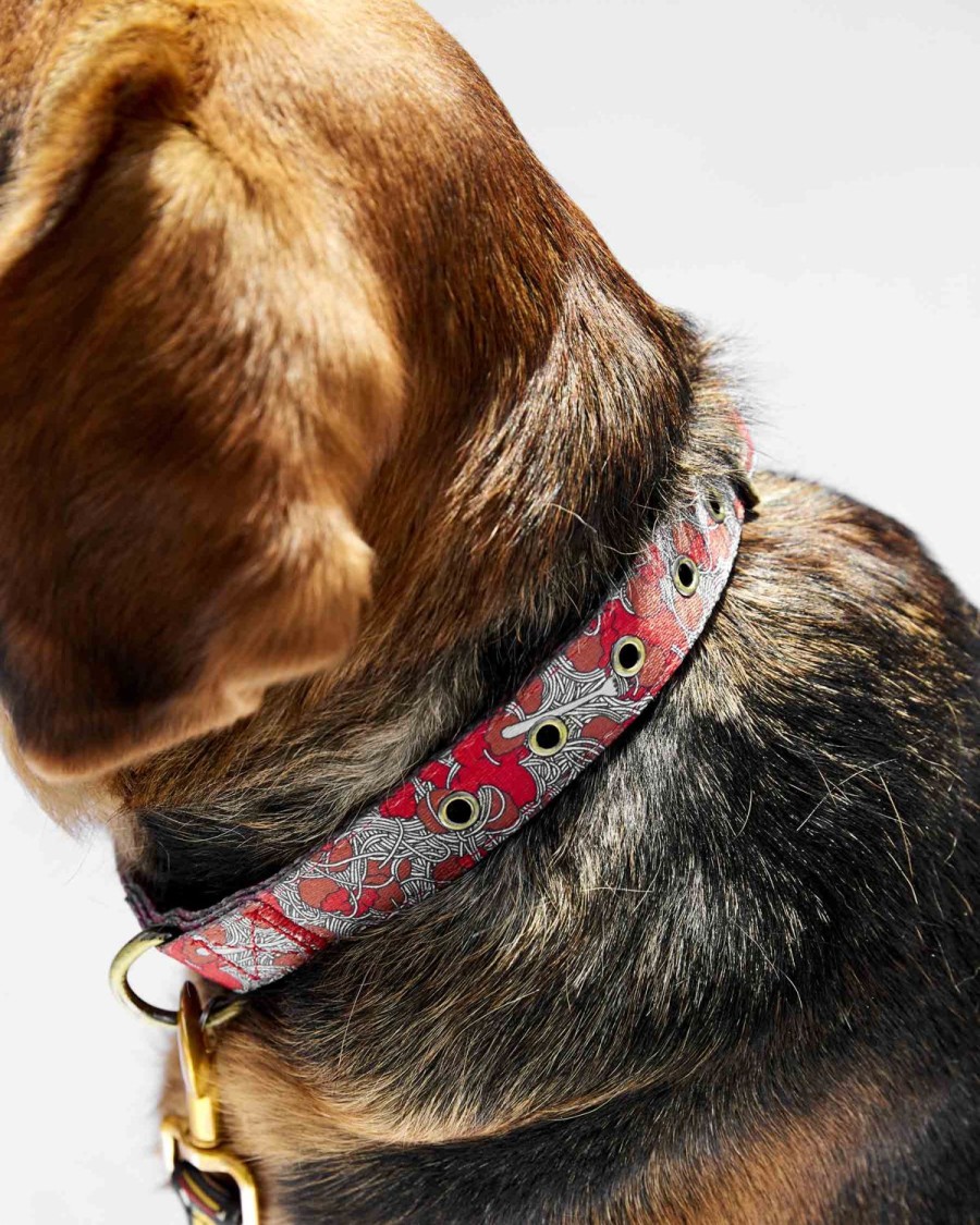 Homewares Kip&Co Dog Collars | Spaghetti Meatballs Dog Collar