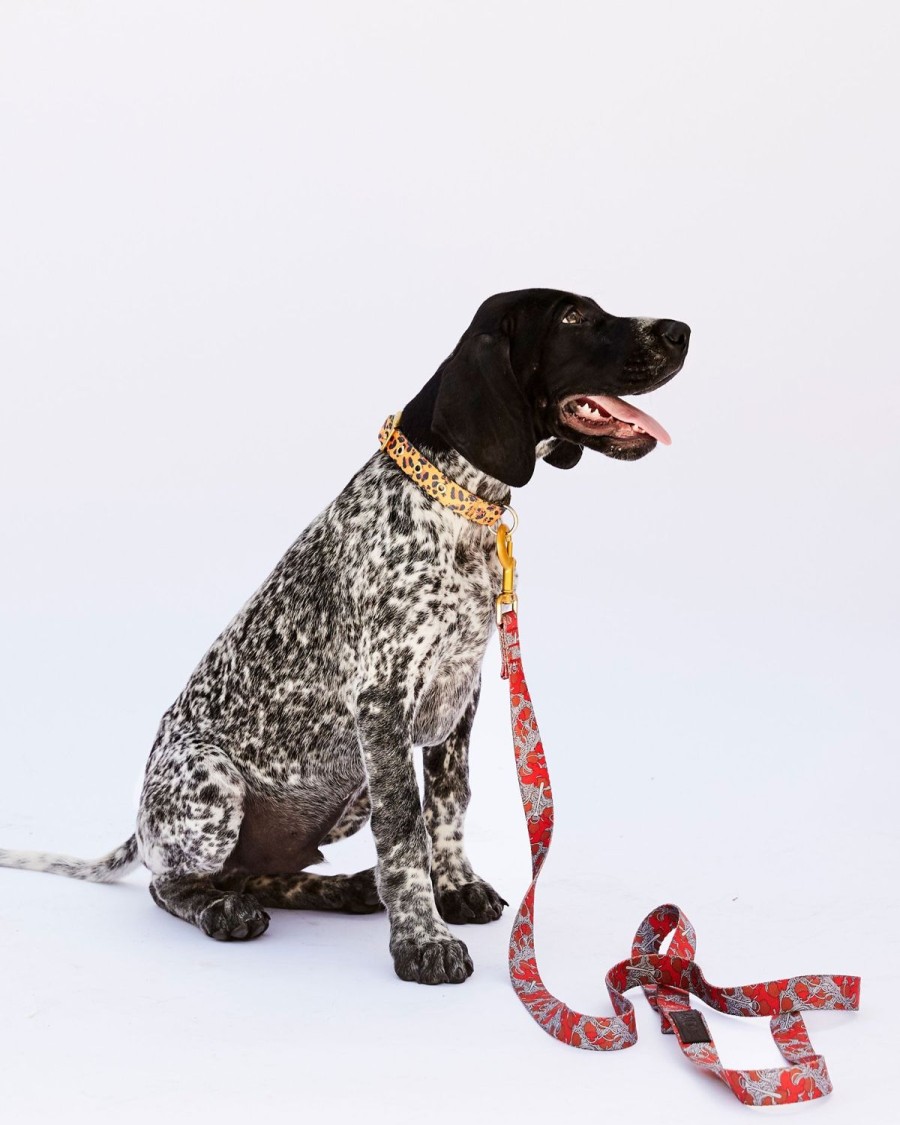 Homewares Kip&Co Dog Collars | Tarzan Dog Collar